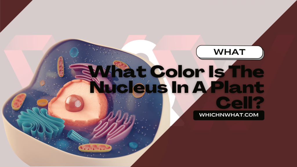 quick-answer-to-faq-what-color-is-the-nucleus-in-a-plant-cell