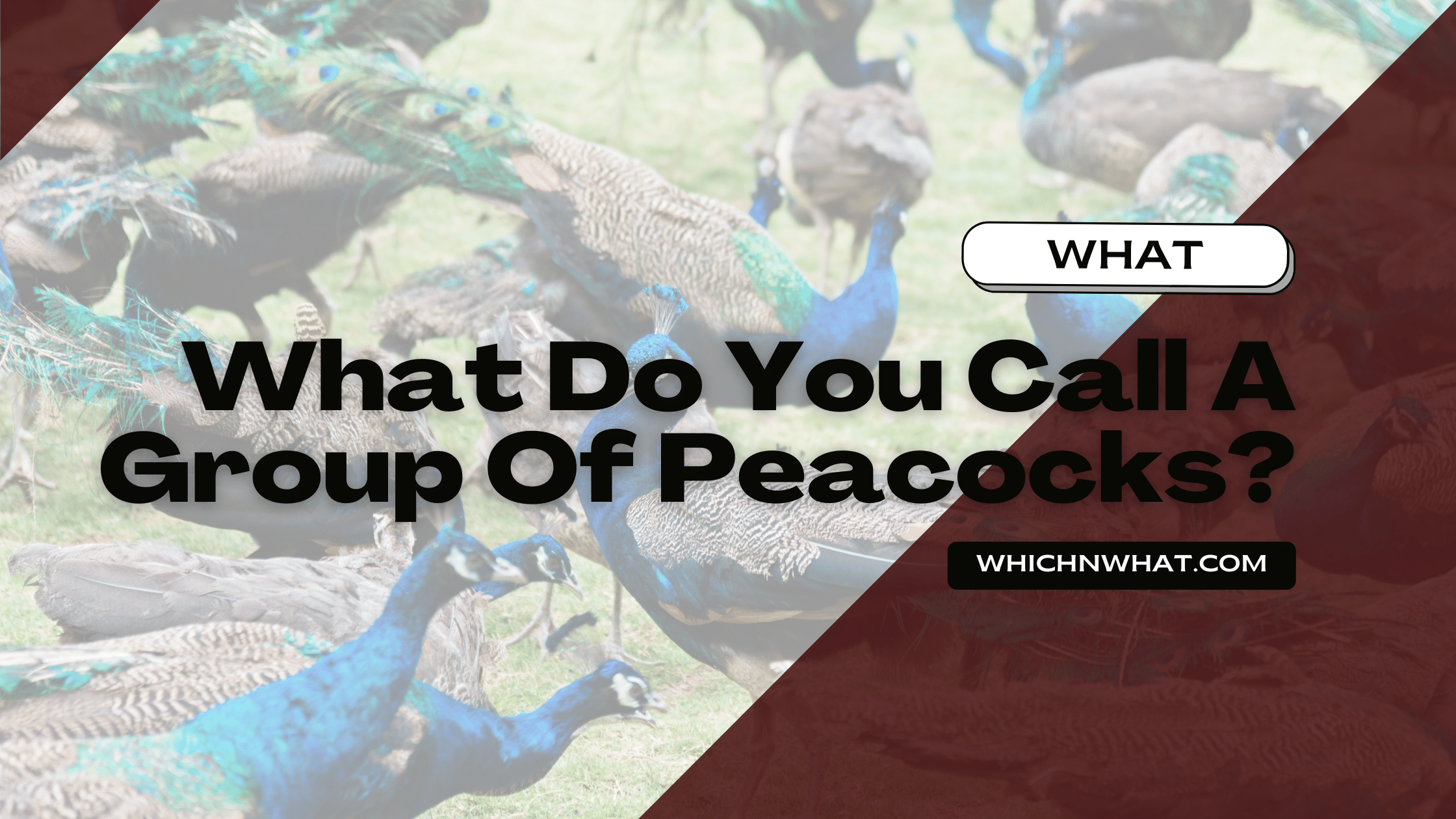 what-do-you-call-a-group-of-peacocks-complete-answer