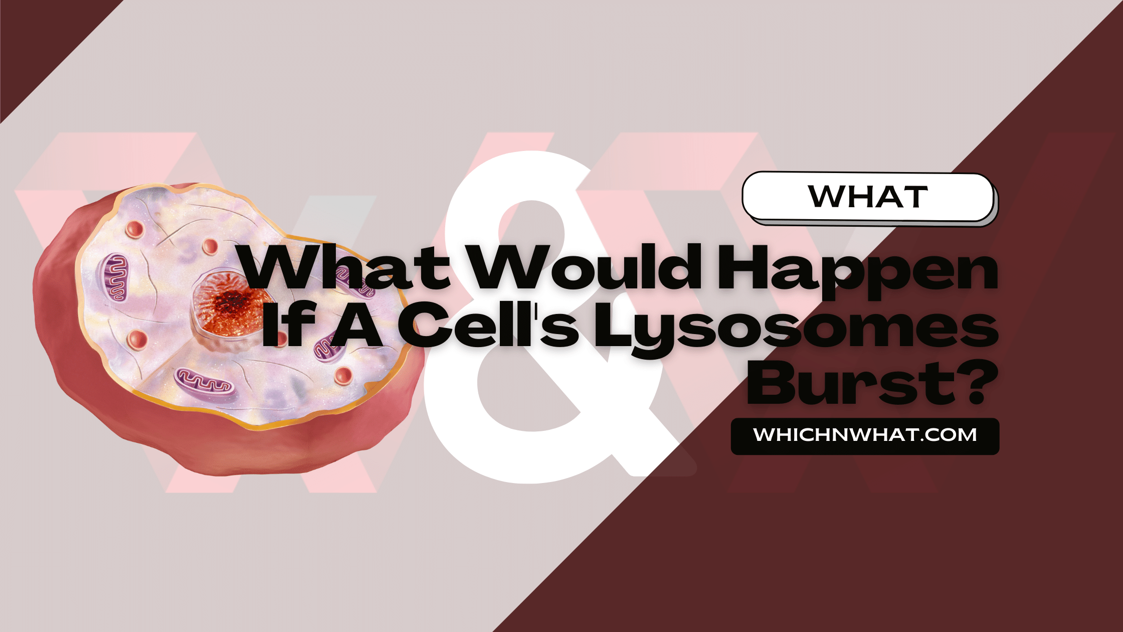 What Would Happen If A Cell Couldnt Make Catalase