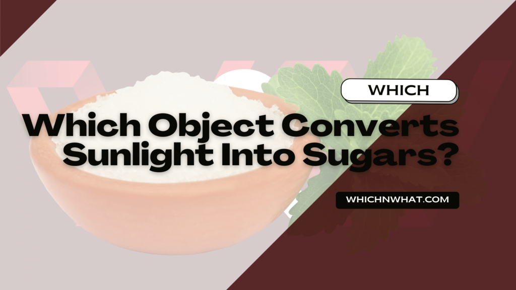 Which Object Converts Sunlight Into Sugars? Which & What