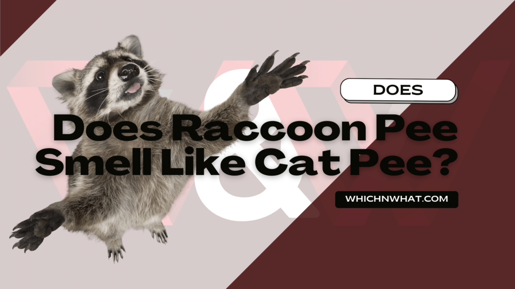 Does Raccoon Pee Smell Like Cat Pee? Explained - Which & What